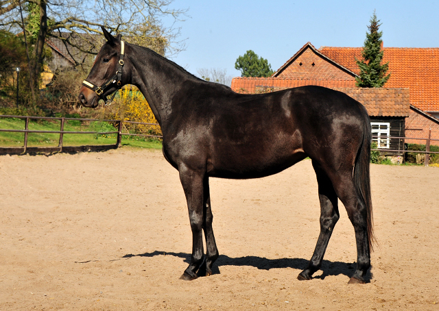 Schwalbentraum - Trakehner Stutfohlen von Helium u.d. Schwalbensage v. Grand Corazn
 - Trakehner Gestt Hmelschenburg - Beate Langels