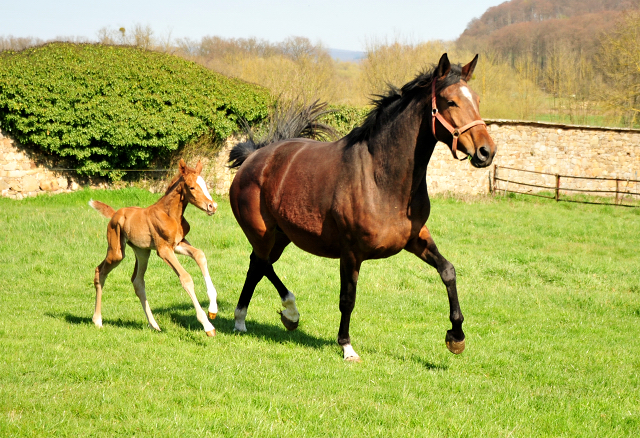 1 Tag alt - Stutfohlen von High Motion u.d. Pr.St. Karida v. Oliver Twist - Foto: Beate Langels - Trakehner Gestt Hmelschenburg