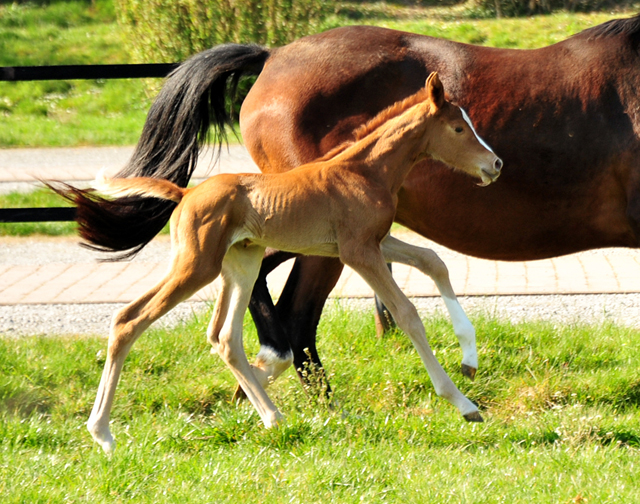 1 Tag alt - Stutfohlen von High Motion u.d. Pr.St. Karida v. Oliver Twist - Foto: Beate Langels - Trakehner Gestt Hmelschenburg