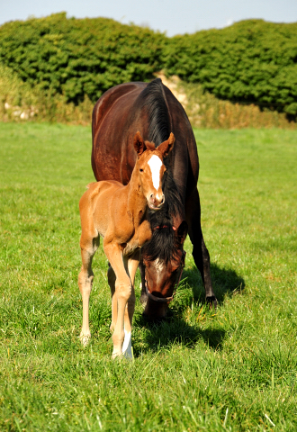 1 Tag alt - Stutfohlen von High Motion u.d. Pr.St. Karida v. Oliver Twist - Foto: Beate Langels - Trakehner Gestt Hmelschenburg