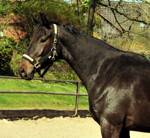 Schwalbentraum - Trakehner Stutfohlen von Helium u.d. Schwalbensage v. Grand Corazn
 - Trakehner Gestt Hmelschenburg - Beate Langels