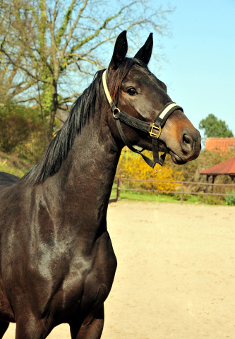 Schwalbentraum - Trakehner Stutfohlen von Helium u.d. Schwalbensage v. Grand Corazn
 - Trakehner Gestt Hmelschenburg - Beate Langels