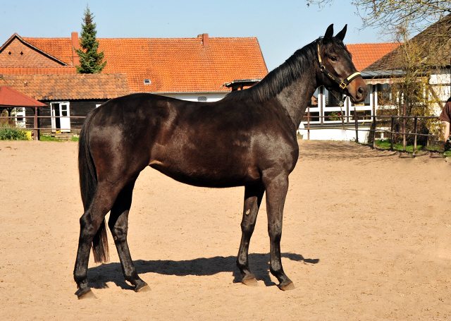 Schwalbentraum - Trakehner Stutfohlen von Helium u.d. Schwalbensage v. Grand Corazn
 - Trakehner Gestt Hmelschenburg - Beate Langels