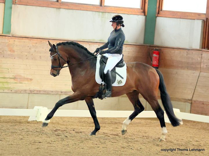 Trakehner Hengst Schplitzer v. His Moment x Exclusiv
- Foto Thoms Lehmann