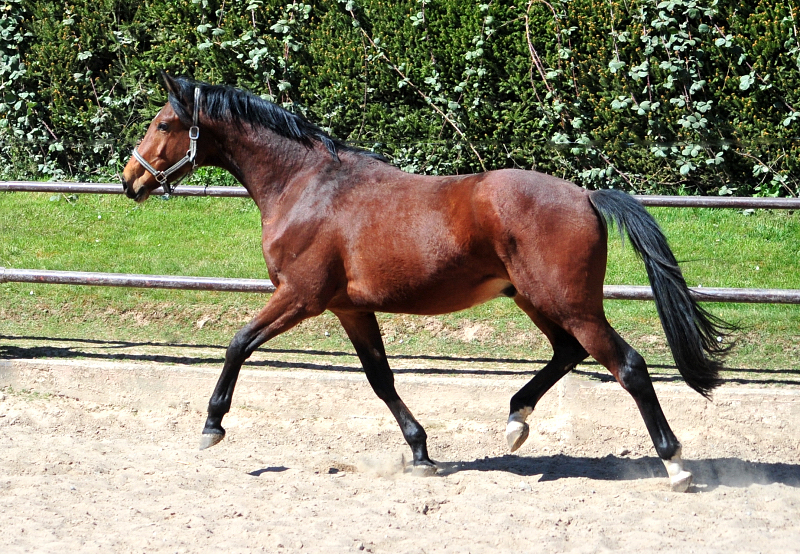 3jhriger Trakehner von Schplitzer u.d. Schwalbenlicht v. Imperio - in Hmelschenburg - 6. April 2025 - Trakehner Gestt Hmelschenburg