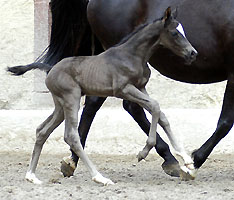 Trakehner Stutfohlen von Kostolany u.d. Elitestute Schwalbenspiel v. Exclusiv, Foto: Beate Langels