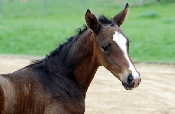 Trakehner Stutfohlen von Symont u.d. Rominten v. Manrico