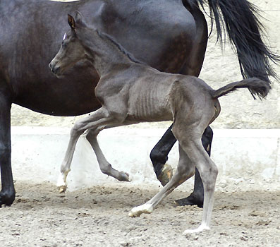 Black Trakehner Filly by Kostolany - Exclusiv