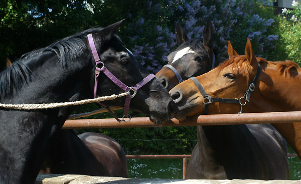 Kostolany und Luisa - 6. Mai 2011 - Foto: Beate Langels - Trakehner Gestt Hmelschenburg