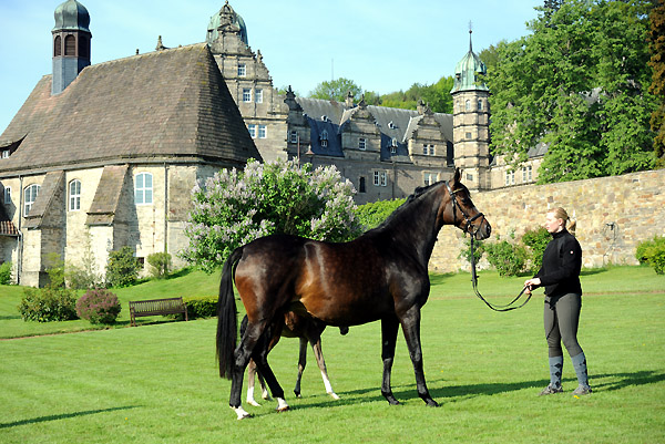 Schwalbenfeder v. Summertime  - 6. Mai 2011 - Foto: Beate Langels - Trakehner Gestt Hmelschenburg