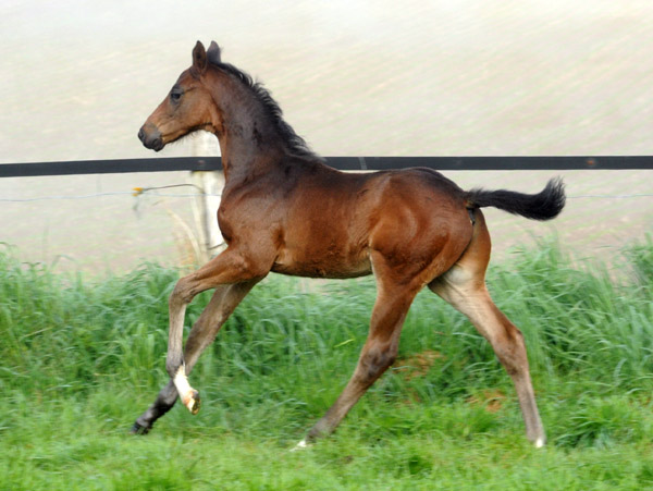 Hengstfohlen von Symont u.d. Beloved v. Kostolany - 5. Mai 2011 - Foto: Beate Langels - Trakehner Gestt Hmelschenburg