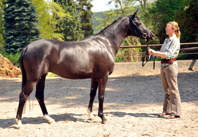 Schwalbensiegel von Kostolany u.d. Pr.,StPr. u. Elitestute Schwalbenspiel v. Exclusiv - Foto: Beate Langels - Zchter : Trakehner Gestt Hmelschenburg