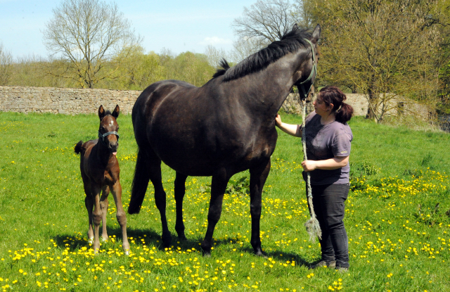 Gestüt Hämelschenburg am 6. Mai 2016