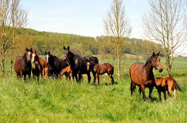 Gestüt Hämelschenburg am 6. Mai 2016