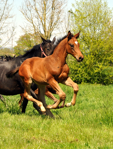 Gestüt Hämelschenburg am 6. Mai 2016