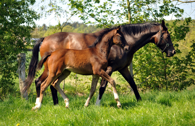 Gestüt Hämelschenburg am 6. Mai 2016