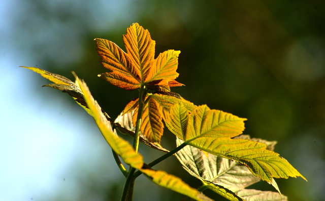 Gestüt Hämelschenburg am 6. Mai 2016