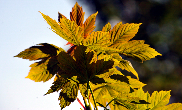 Gestüt Hämelschenburg am 6. Mai 2016