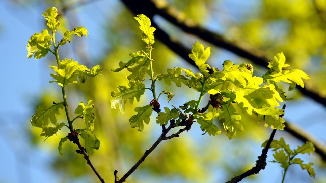 Gestüt Hämelschenburg am 6. Mai 2016