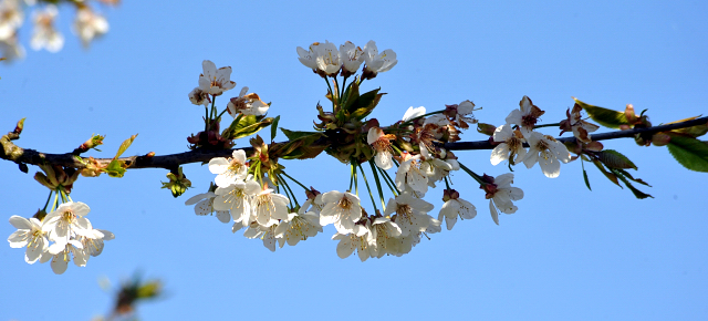 Gestüt Hämelschenburg am 6. Mai 2016