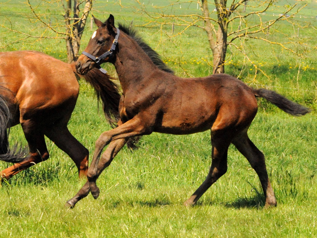 Gestüt Hämelschenburg am 6. Mai 2016