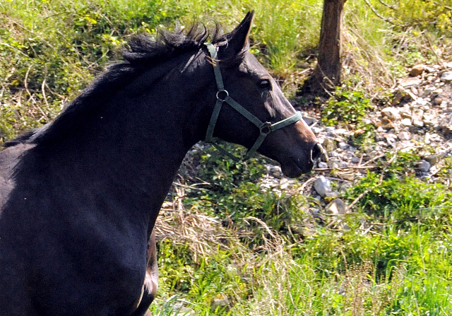 Gestüt Hämelschenburg am 6. Mai 2016
