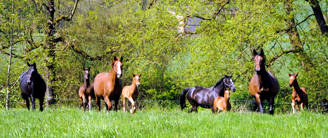 Gestüt Hämelschenburg am 6. Mai 2016