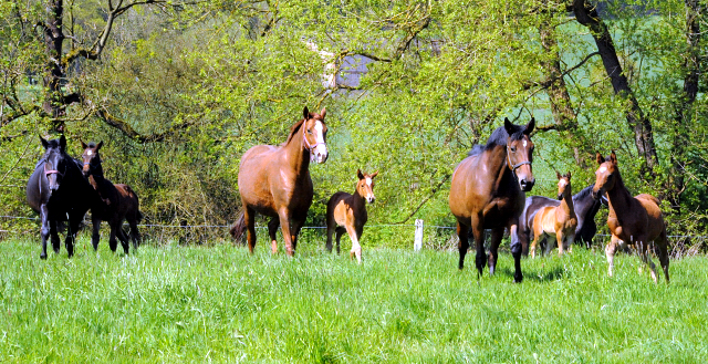 Gestüt Hämelschenburg am 6. Mai 2016