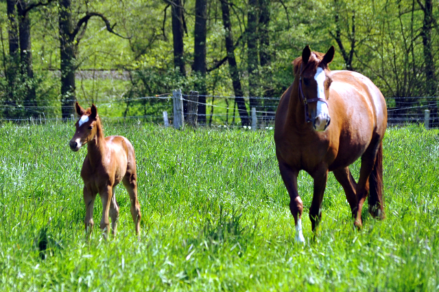Gestüt Hämelschenburg am 6. Mai 2016
