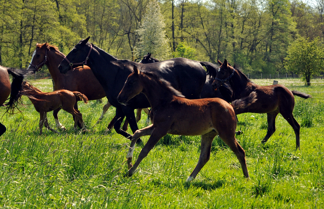 Gestüt Hämelschenburg am 6. Mai 2016