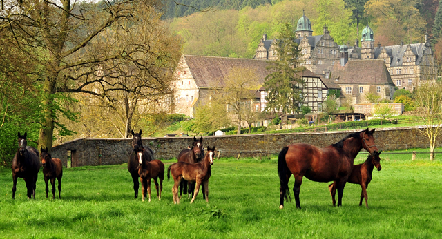 Die Hmelschenburger Stuten und Fohlen am 6. Mai 2017 - Trakehner Gestt Hmelschenburg - Foto: Beate Langels
