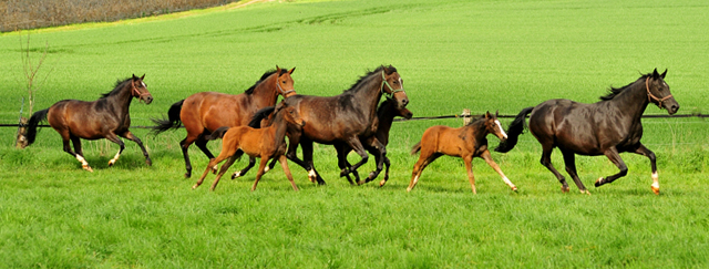Die Hmelschenburger Stuten und Fohlen am 6. Mai 2017 - Trakehner Gestt Hmelschenburg - Foto: Beate Langels