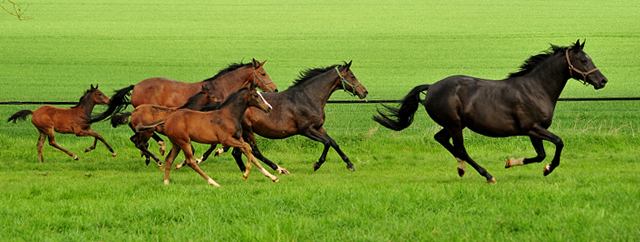 Die Hmelschenburger Stuten und Fohlen am 6. Mai 2017 - Trakehner Gestt Hmelschenburg - Foto: Beate Langels