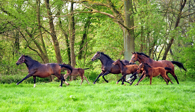 Die Hmelschenburger Stuten und Fohlen am 6. Mai 2017 - Trakehner Gestt Hmelschenburg - Foto: Beate Langels