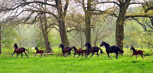 Giulietta und ihre Tochter von Shavalou - Trakehner Gestt Hmelschenburg - Foto: Beate Langels