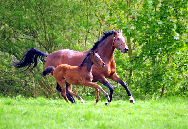 Giulietta und ihre Tochter von Shavalou - Trakehner Gestt Hmelschenburg - Foto: Beate Langels