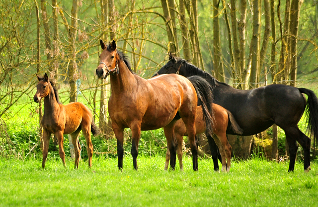 Die Hmelschenburger Stuten und Fohlen am 6. Mai 2017 - Trakehner Gestt Hmelschenburg - Foto: Beate Langels