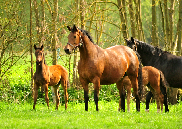 Giulietta und ihre Tochter von Shavalou - Trakehner Gestt Hmelschenburg - Foto: Beate Langels