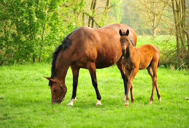 Giulietta und ihre Tochter von Shavalou - Trakehner Gestt Hmelschenburg - Foto: Beate Langels