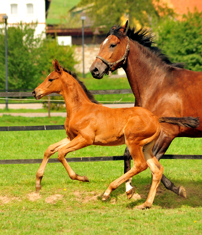 Stutfohlen von High Motion u.d. Schwalbenlicht v. Imperio - Trakehner Gestt Hmelschenburg - Beate Langels