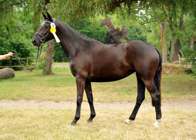 Varinia von Symont u.d. Pr.u.StPrSt. Vittoria v. Exclusiv und Ginger Rogers - Foto: Beate Langels, Trakehner Gestt Hmelschenburg