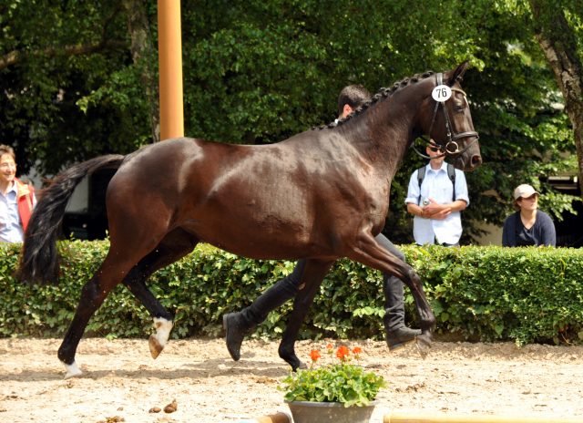 Varinia von Symont u.d. Pr.u.StPrSt. Vittoria v. Exclusiv und Ginger Rogers - Foto: Beate Langels, Trakehner Gestt Hmelschenburg