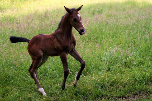 Trakehner Hengstfohlen von Saint Cyr u.d. Wonderful Sunshine xx, Foto: Claudia Lenhart