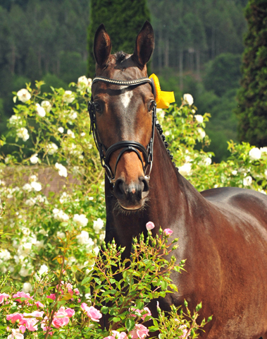 Val d'Isere v. High Motion - Foto: Beate Langels - Trakehner Gestt Hmelschenburg