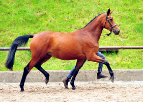 Schwalbe's Beauty - Trakehner Stutfohlen von High Motion u.d. Pr.u.StPrSt. 
Schwalbenlicht v. Imperio - Gestt Hmelschenburg - Foto: Beate Langels