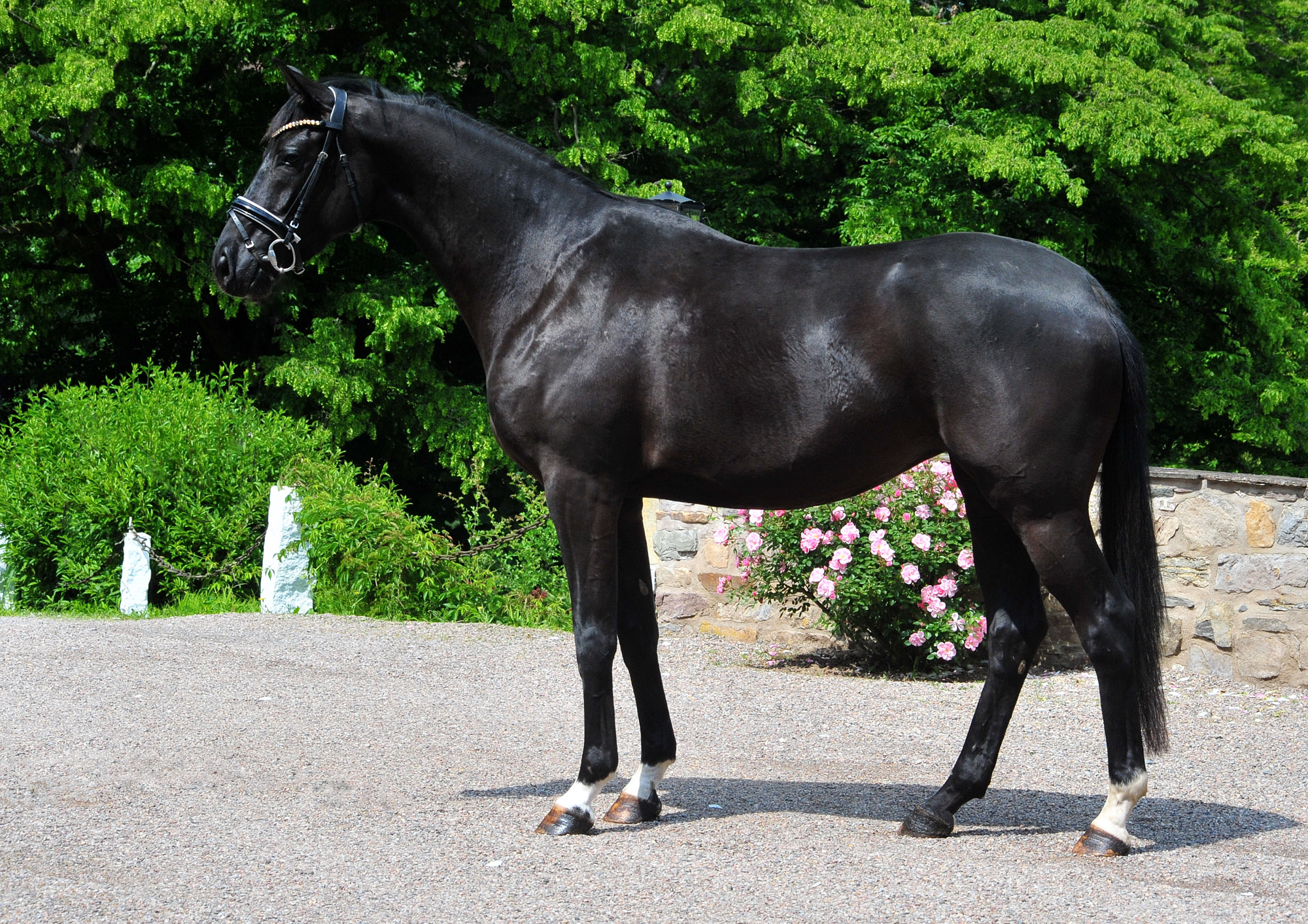Schwalbe's Magic v. Frst Magic x Totilas - Trakehner Gestt Hmelschenburg