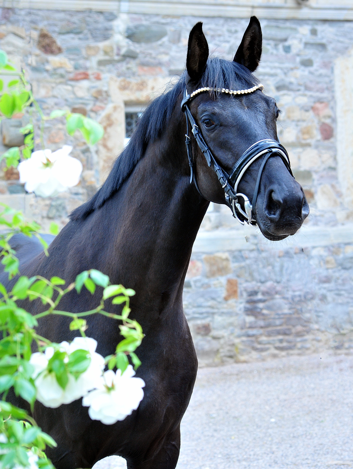Schwalbe's Magic v. Frst Magic x Totilas - Trakehner Gestt Hmelschenburg
