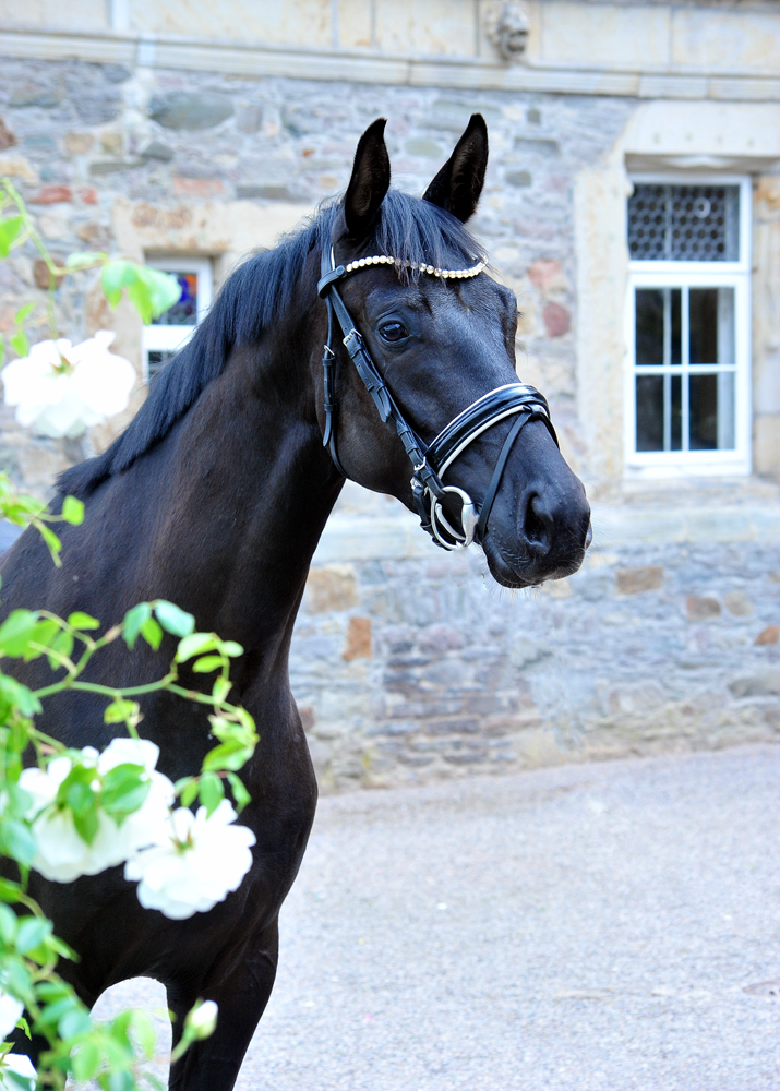 Schwalbe's Magic v. Frst Magic x Totilas - Trakehner Gestt Hmelschenburg