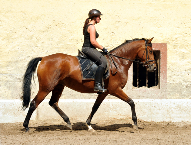 4jhrige Trakehner Stute Kitty von Freudenfest x Exclusiv - Foto: Beate Langels