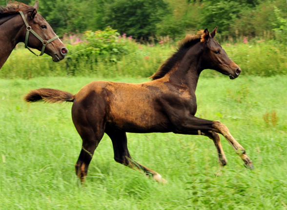  Foto: Beate Langels -  
Trakehner Gestt Hmelschenburg